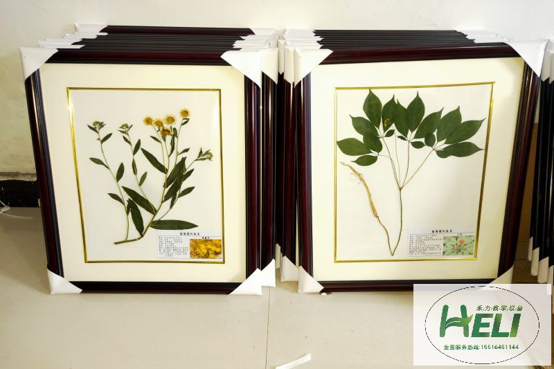 植物臘葉標(biāo)本 旋覆花 人參標(biāo)本